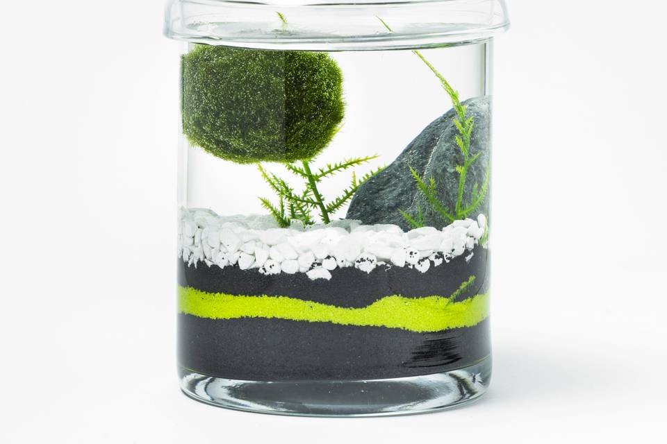 Alga Marimo