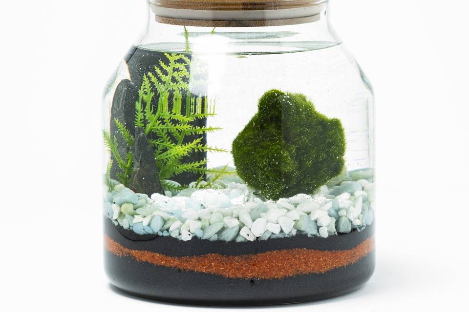 Alga Marimo