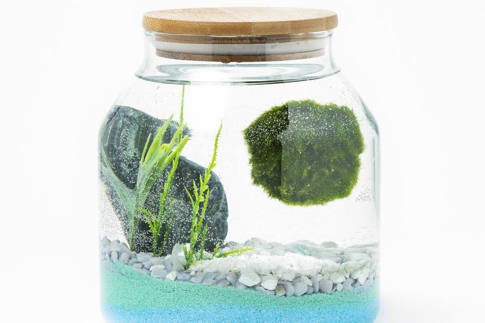 Alga Marimo