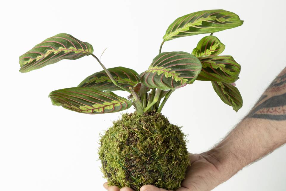 Kokedama