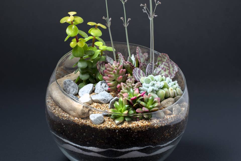 Terrarium grande grasse