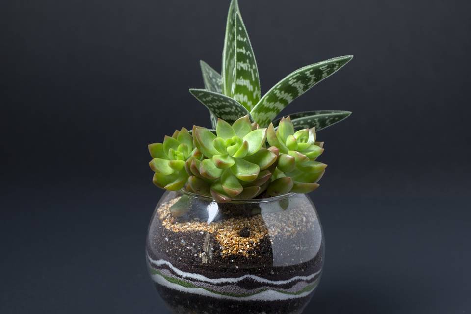 Terrarium piccolo grasse