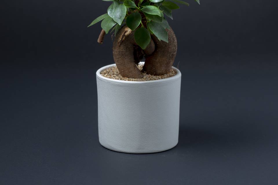 Ficus in vaso 11,5 diametro