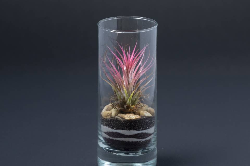 Tillandsia in cilindro di vetr