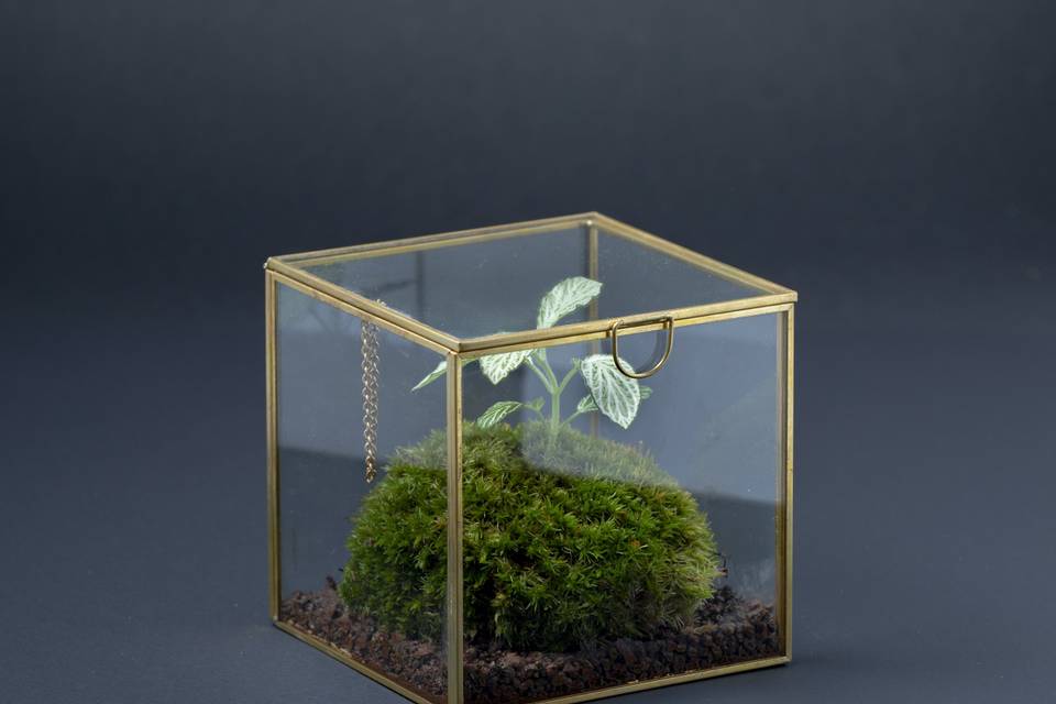 Terrarium tropicale