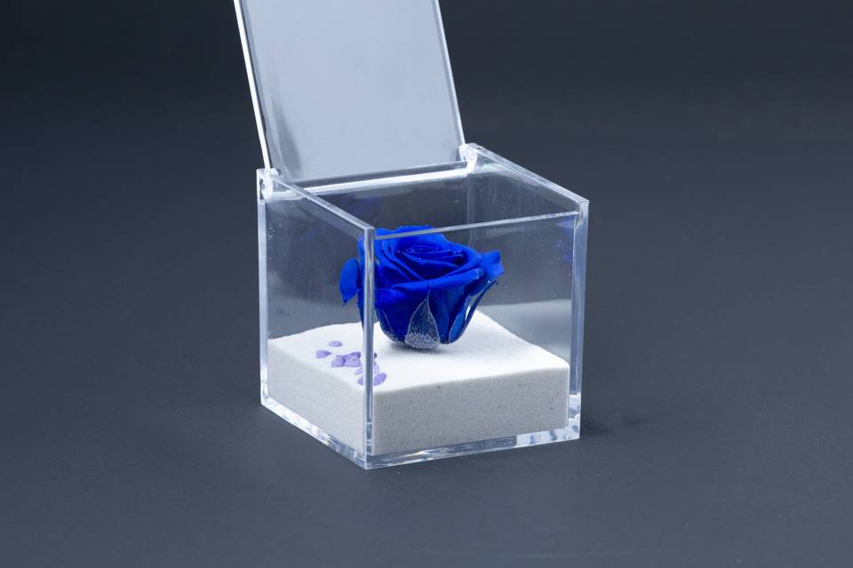 Rosa in cubo di plexiglass 6x6