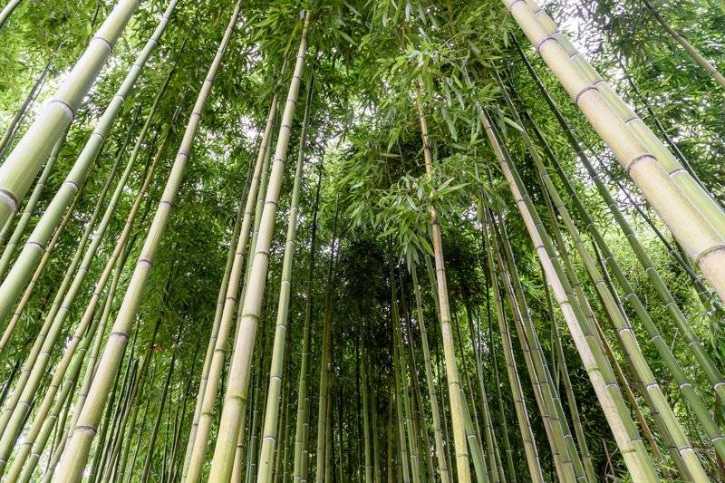 Nel bamboo