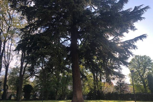 Sotto il cedro secolare