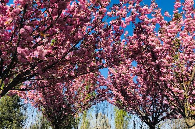 Sotto i ciliegi in fiore