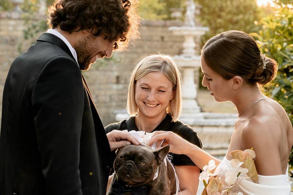 Wedding Dog Sitter
