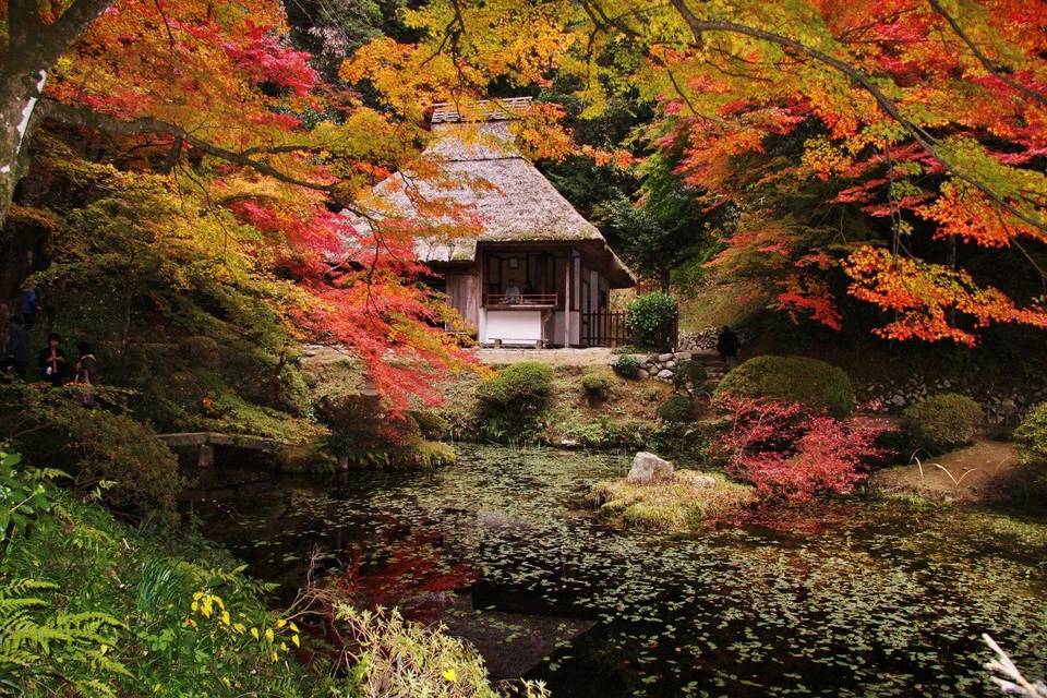 Tea ceremony