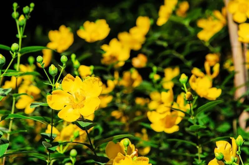 Fiori del giardino