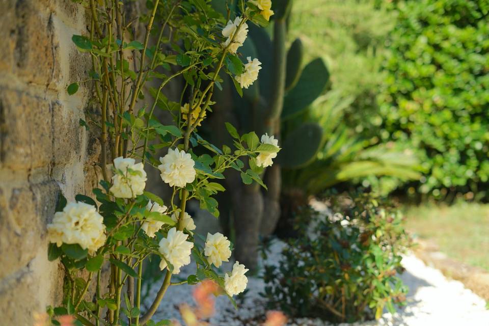 Giardino rose