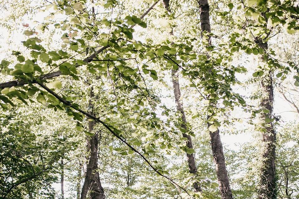 Rito nel bosco