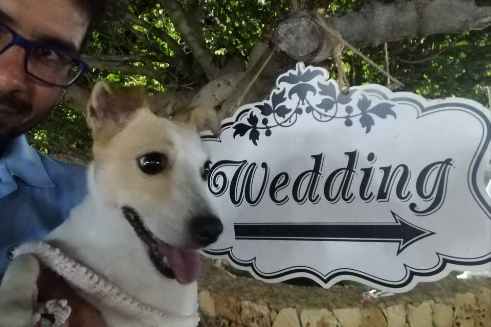 Lola Wedding dogsitter Siracus