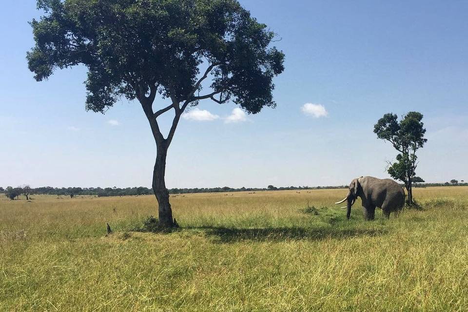Scatti dei clienti - Kenya