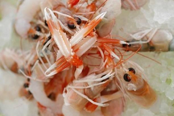 Crudo di scampi