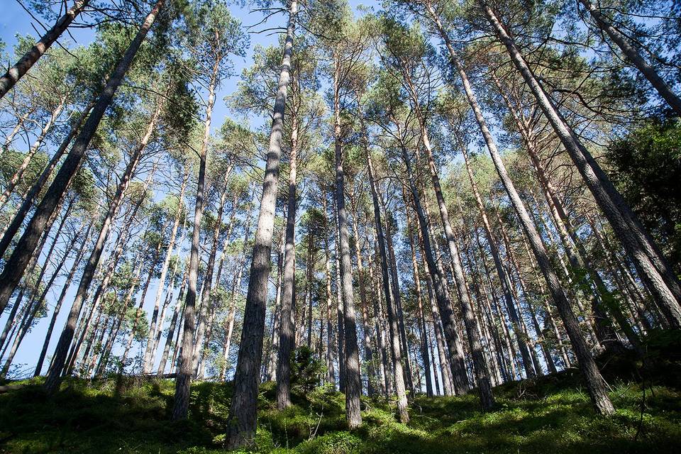 Il bosco circostante