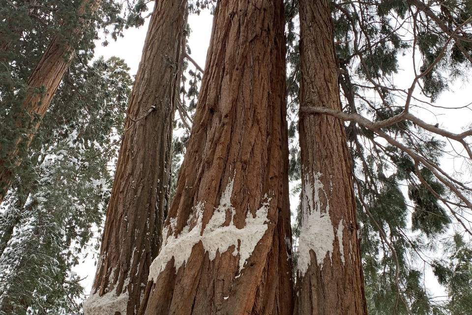 Sequoia National Park