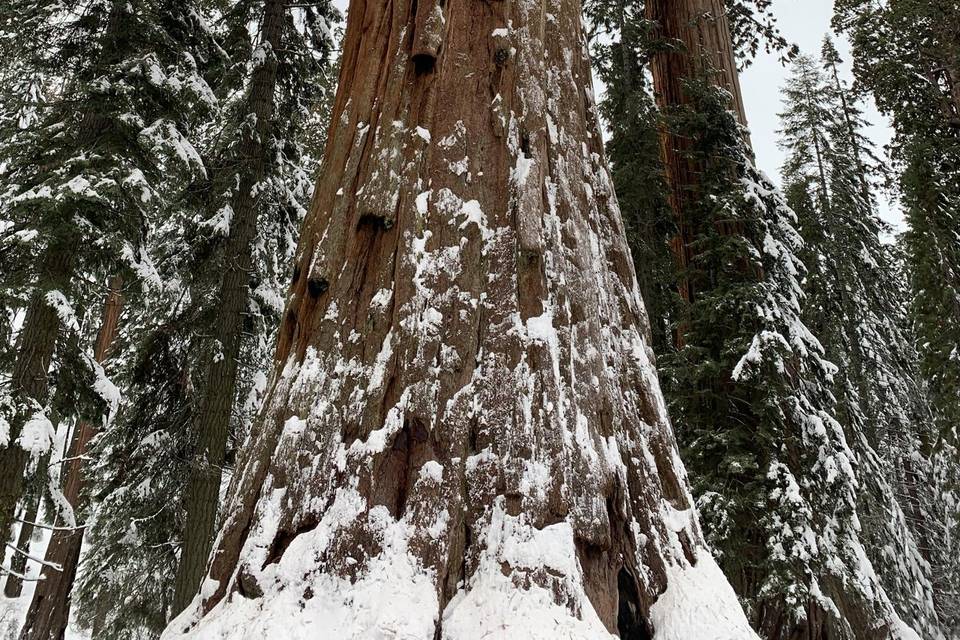 Sequoia National Park