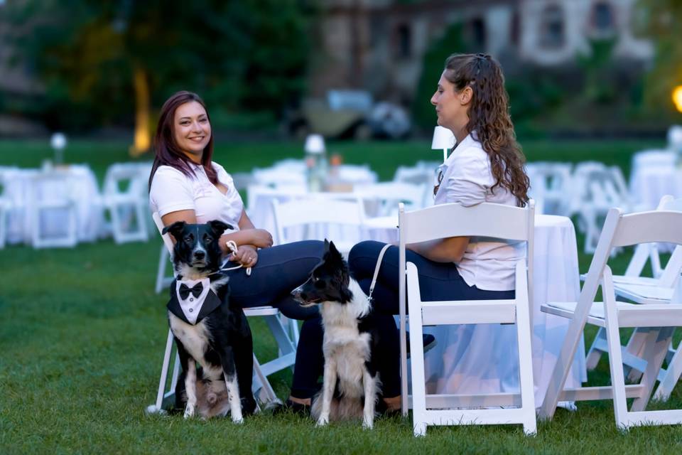 Wedding Dog sitter