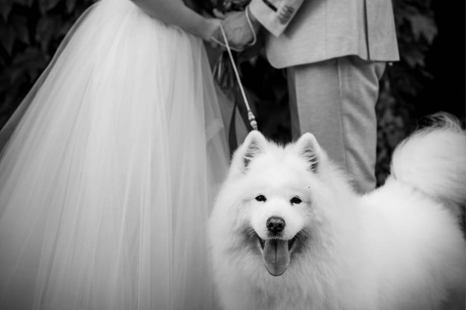 Wedding dog sitter