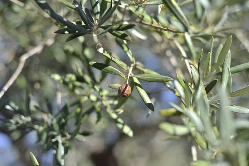 L'aria buona della Sicilia