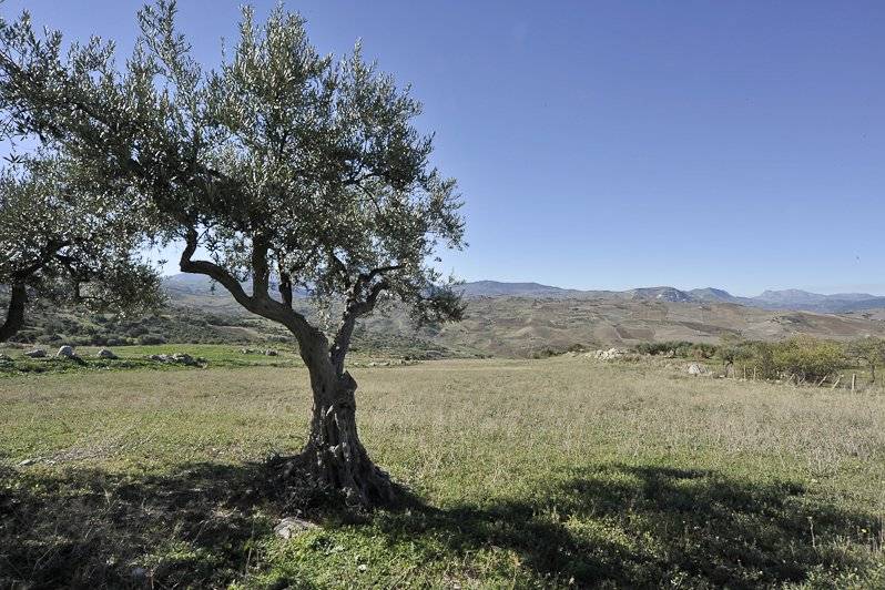 L'aria buona della Sicilia