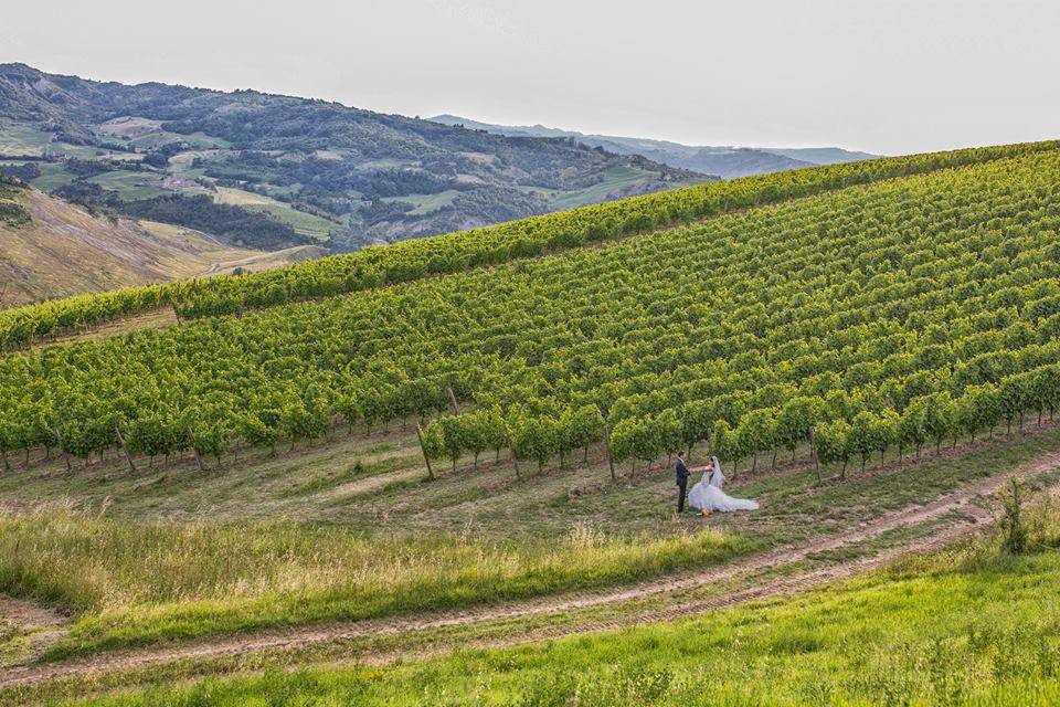 Mare di vigne