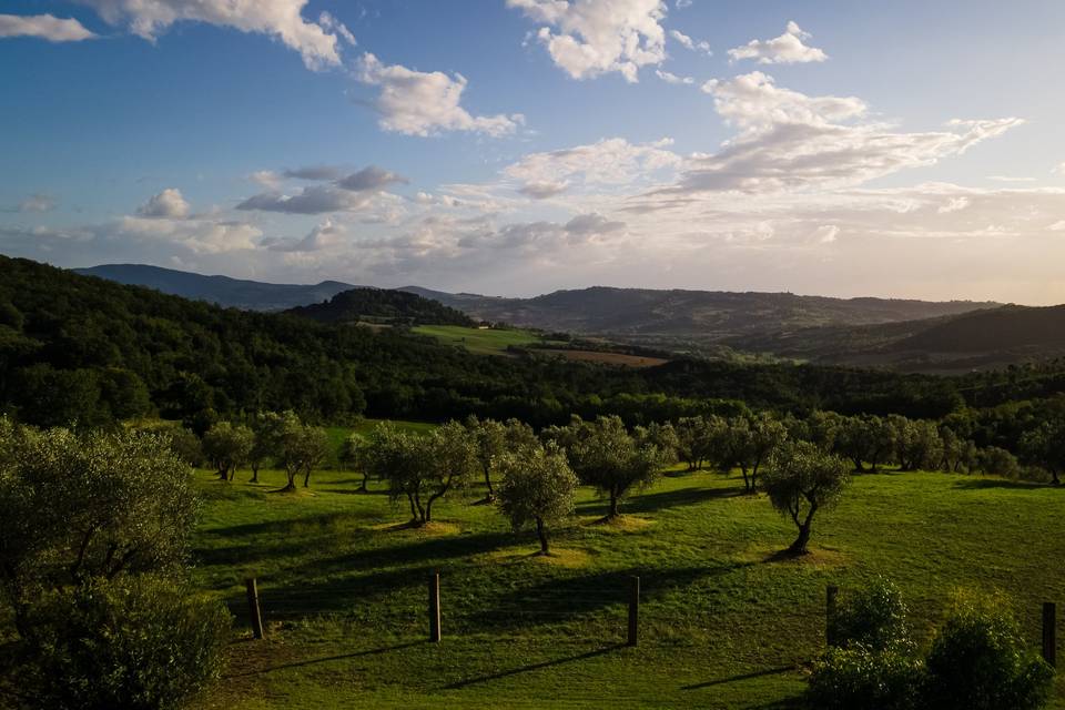 Vista