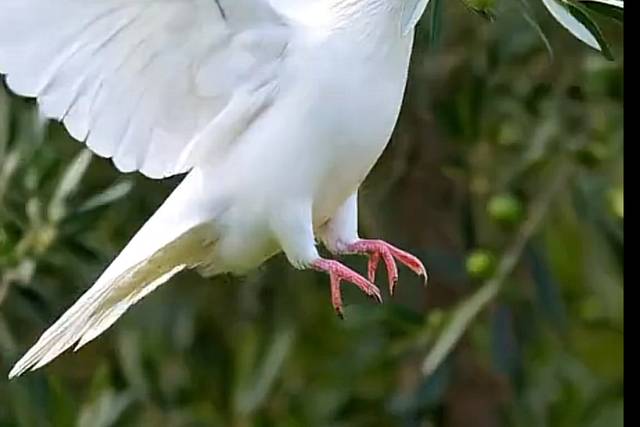 🕊️🌿 Buona Pasqua di Pace e S