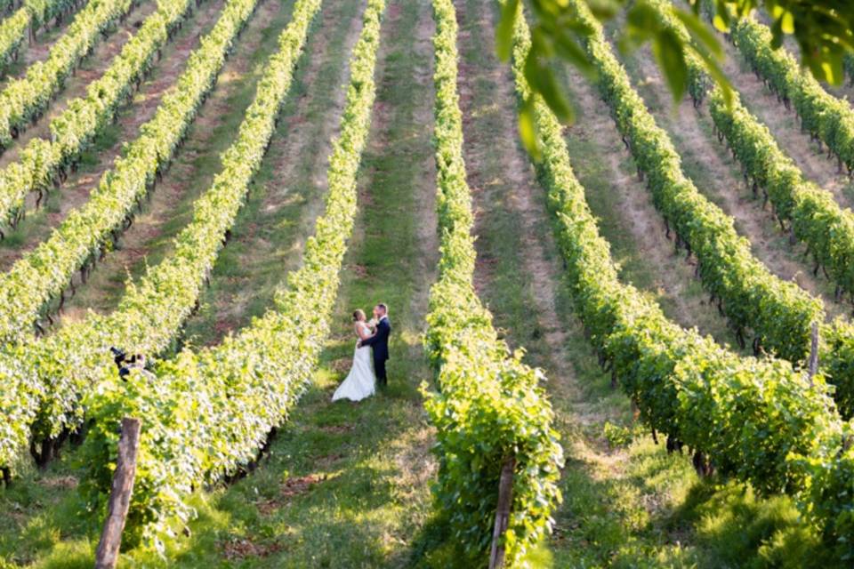 Le vigne della tenuta