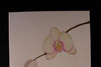 Pittura orchidea
