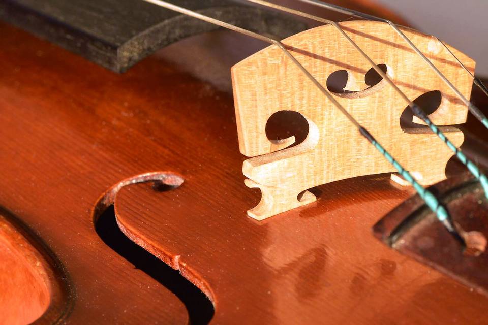 Violino