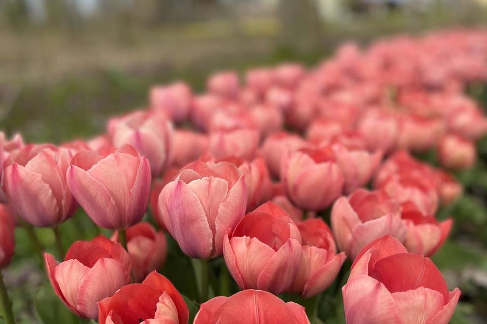 Campo di tulipani rosa
