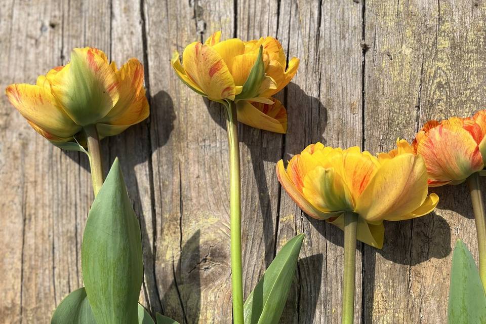 Tulipano “Sunlover”