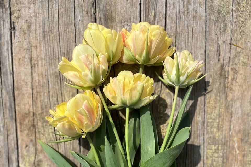 Tulipani