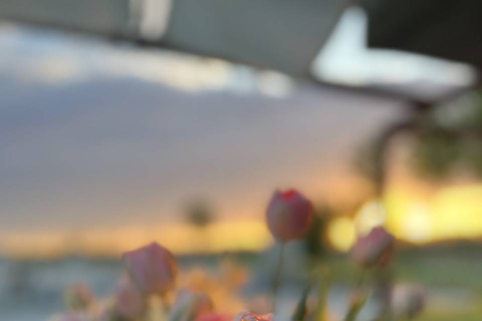 Tulipani doppi rosa e bianco