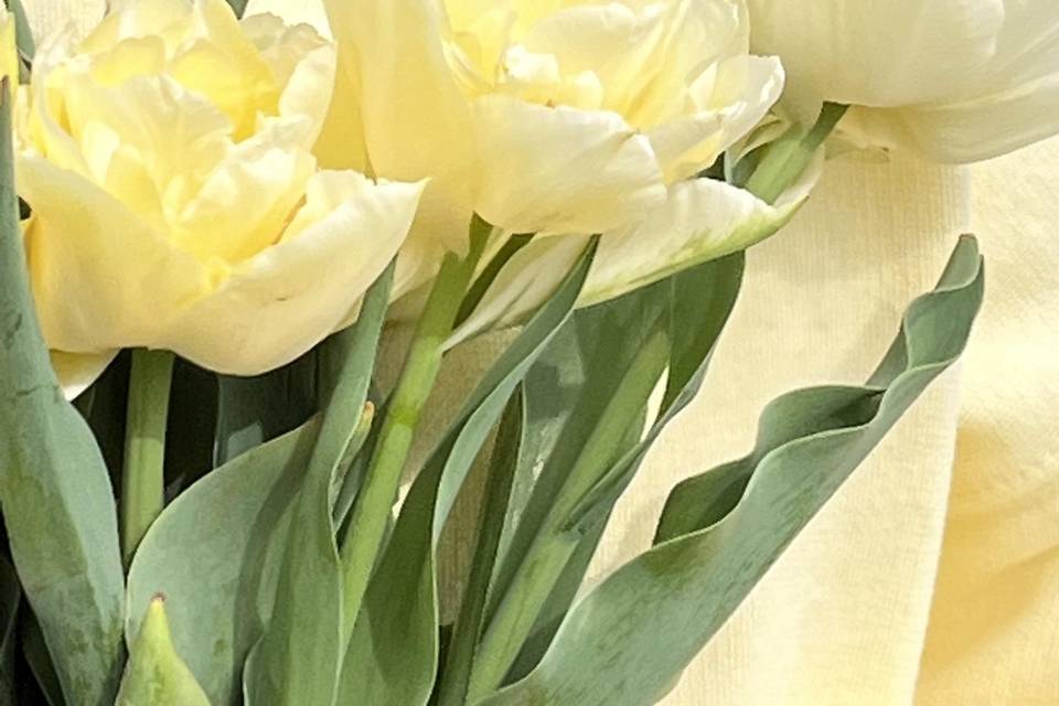Tulipani doppi color crema