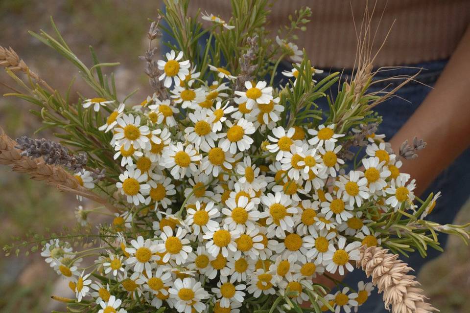 Bouquet di camomilla