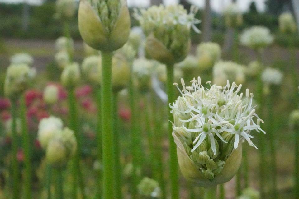 Allium bianco