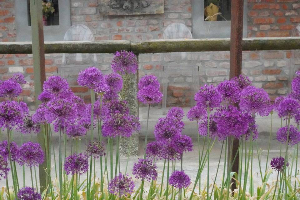 Allium viola