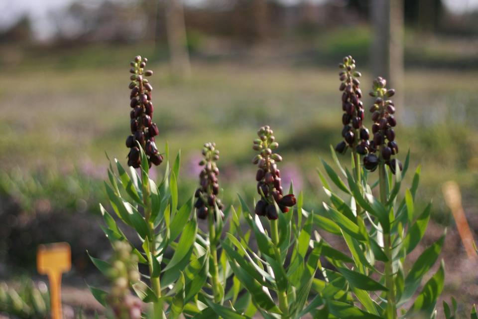 Fritillaria