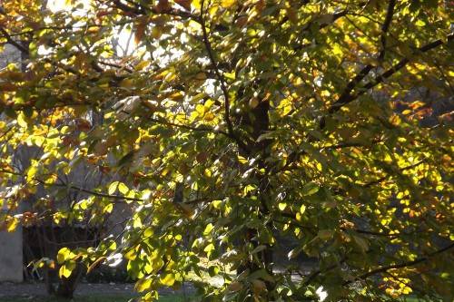 Il giardino in autunno