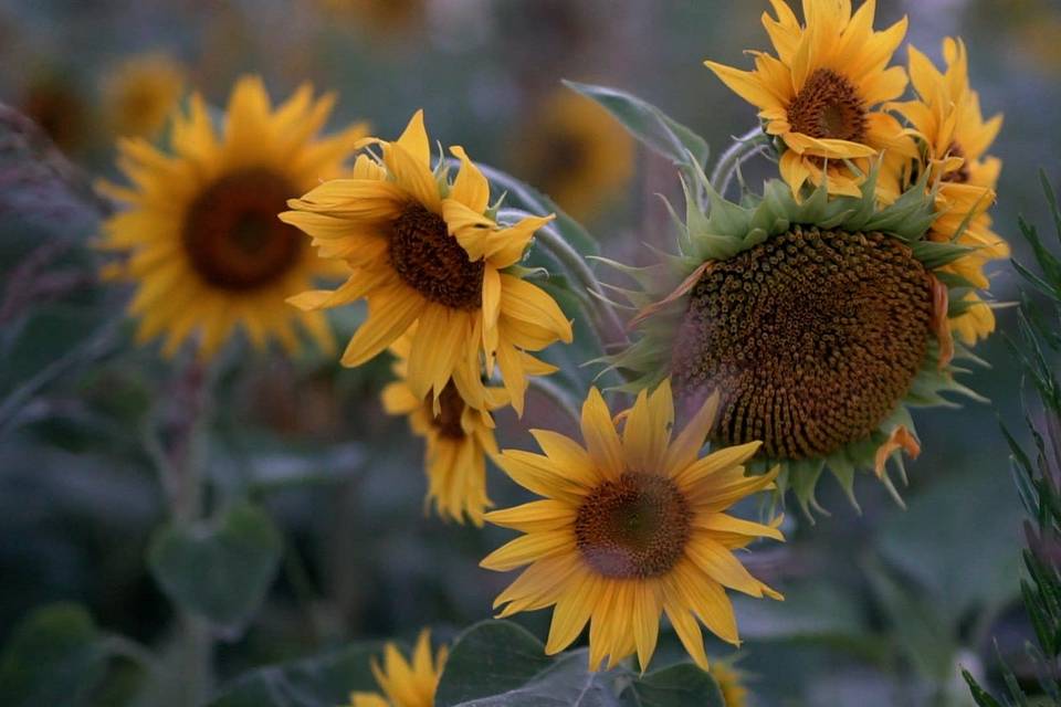 Sunflowers