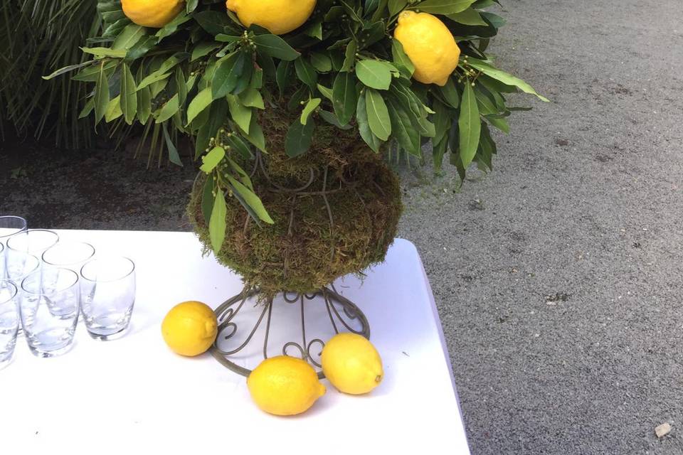 Alloro e limoni