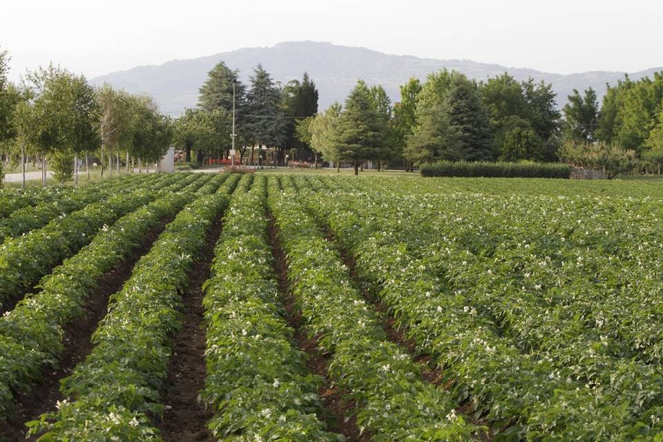 Campi di patate dell'Azienda A