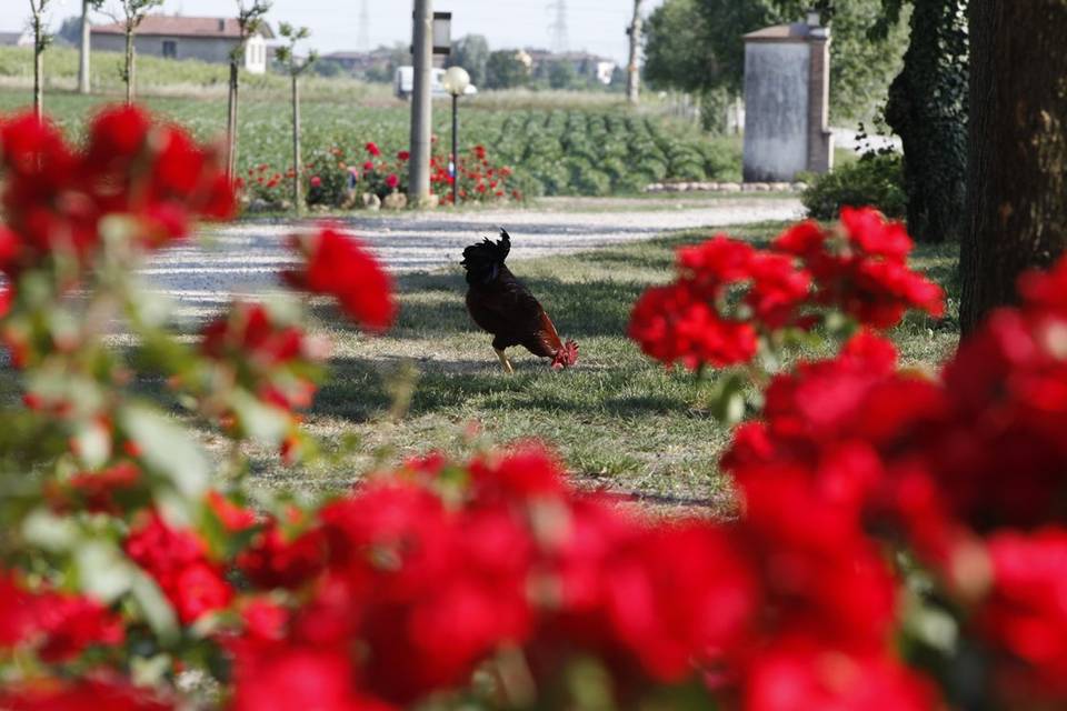 Il gallo protagonista dell'Aia