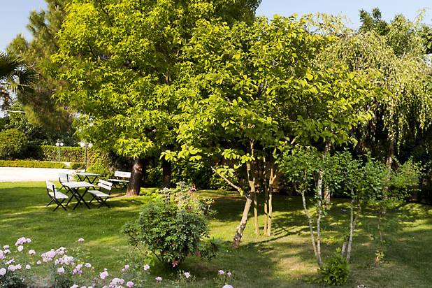 Giardino Bonica roses