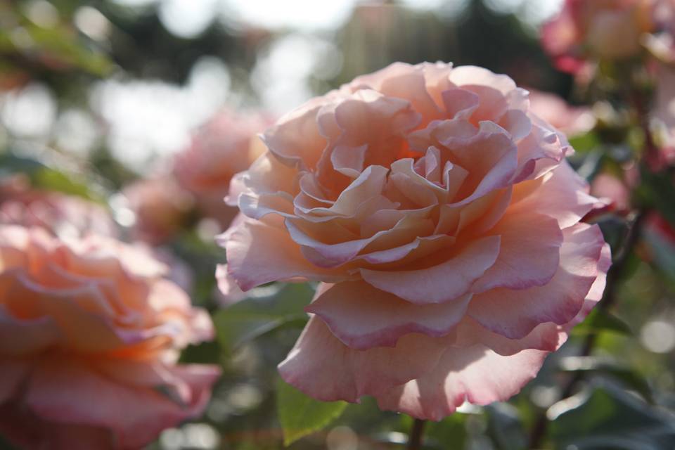 Anna Bolena Roses